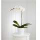 Send White-Orchid-Planter-Min to Puerto Rico