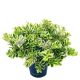Send veronica-plant to Luxembourg