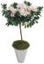 Send Azalea-Plant-Min to Greece