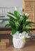 Send Spathiphyllum-plant to Italy