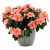 Send Azalea to Syria