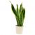 Send Sansevieria to Syria