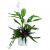 Send Island-Arrangement-of-Plants to Russia