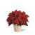 Send Red-Poinsettia-Basket-Small to Argentina