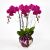 Send Royal-Prosperity-Purple-Phalaenopsis-Mid to Singapore
