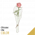 Send Single-Rose to Syria