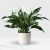 Send Potted-Spathiphyllum to South Africa