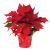 Send Red-Poinsettia-Christmas-Style to Turkey