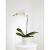 Send White-Orchid-Planter to Ecuador