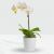 Send Phalaenopsis-orchid-in-a-pot to Zambia