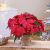 Send Individual-Poinsettia-plant-decorated to Portugal