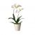 Send White-Orchid to Bulgaria