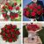 Send 12-Long-Stem-Roses to United Kingdom