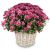 Send Hope-pink-chrysanthemum-for-the-cemetery-Min to Switzerland