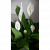 Send Pace-Lily to Croatia