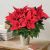 Send Big-Poinsettia to Italy