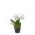 Indoor plant White Dream orchid