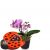 Send Pink-Dream-orchid-with-chocolate-ladybird to Switzerland