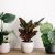 Send Florist-Potted-Plant to Australia