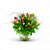 Multi Tulipa