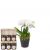 Send White-Dream-orchid-with-honey-gift-set to Switzerland