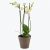 Orchid White two branch 242641
