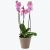 Orchid Pink two branch 242642