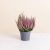 Chrysantheme et bruyere
