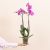 Pink Premium Orchid