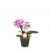 Send Indoor-plant-Magical-Noble-orchid to Switzerland