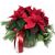 Indoor plant 'Christmas Dream' poinsettia
