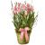 Send A-Gift-of-Spring-in-Pink-planted to Liechtenstein