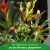 Send ARRANGEMENT-OF-PLANTS to Andorra