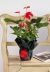 Send Anthurium-plant-Min to Italy