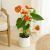 Send Anthurium to Andorra
