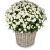 Send Autumn-Magic-white-chrysanthemums to Austria