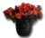 Send Azalea-ChristineSiena-Min to Belgium
