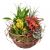 Send Bright-Indoor-Plants-in-a-Basket to Switzerland