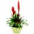 Send Bromelias to Benin