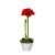 Send Christmas-amaryllis to Sweden