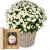 Send Chrysanthemum-white-in-a-basket-with-Swiss-blossom-honey to Liechtenstein