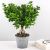Send Ficus-Ginseng-Min to Luxembourg