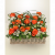 Send Giardino-di-rose to Italy