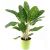 Send Greenplant to Austria