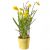 Send Hello-Spring- to Liechtenstein