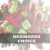 Send Holiday-Florist-Designed-Bouquet-Large to Mexico