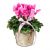 Send Indoor-plant-Winter-Beauty-cyclamen to Switzerland