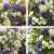 Send Lisianthus-and-Roses-Bouquet-Min to United Kingdom