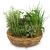 Send Little-herb-garden-planted to Switzerland