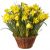 Send Narcissi-in-a-Basket-planted to Switzerland